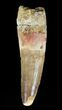 Rooted Spinosaurus Tooth - Real Dinosaur Tooth #57598-1
